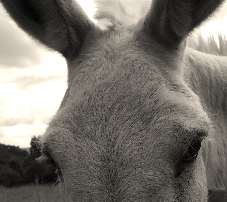 Maya, l'âne de la savonnerie